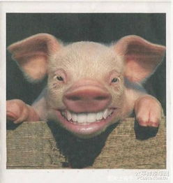 低于市场价！北京门头沟8个政府储备猪肉投放点公布！ v5.22.1.58官方正式版