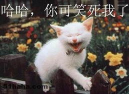 联合国秘书长发表兔年新春致辞，向全球华人致以最美好的祝福 v8.46.8.09官方正式版